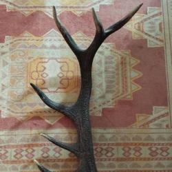 SUPERBE BOIS MUE DE CERF 7 CORS 80CM LIVRAISON GRATUITE