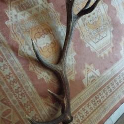 SUPERBE BOIS MUE DE CERF 7 CORS 80CM LIVRAISON GRATUITE