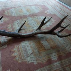 SUPERBE BOIS MUE DE CERF 8 CORS 78CM LIVRAISON GRATUITE