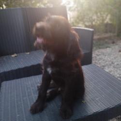 vends 2 chiens d'arr&ecirc;t m&acirc;les. polyvalent pour la plaine et le bois