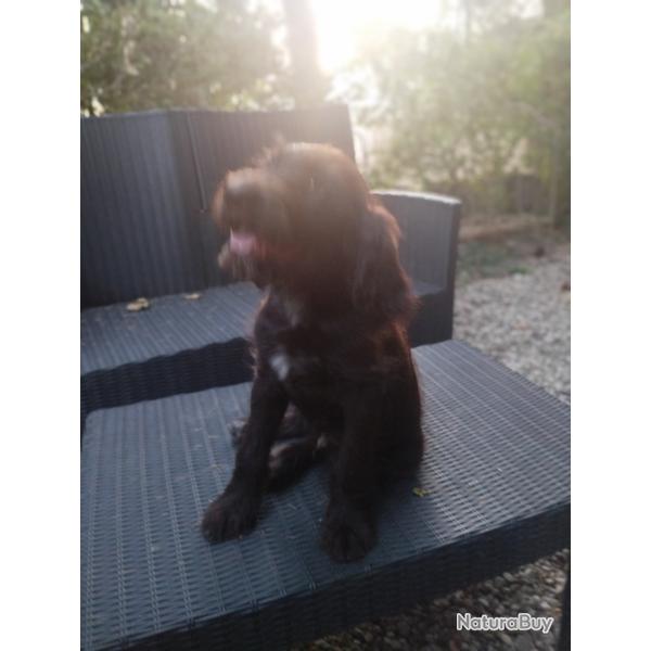 vends 2 chiens d'arr�t m�les. polyvalent pour la plaine et le bois