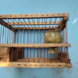 ancienne petite cage a oiseaux pour appelant pour deco abrevoir en gres