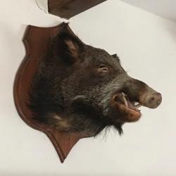 Troph&eacute;e T&ecirc;te de sanglier