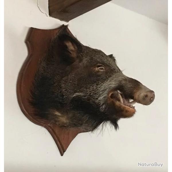 Troph�e T�te de sanglier