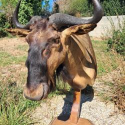 Taxidermie de Gnou bleu ; Connochaetes taurinus #LM26(2)