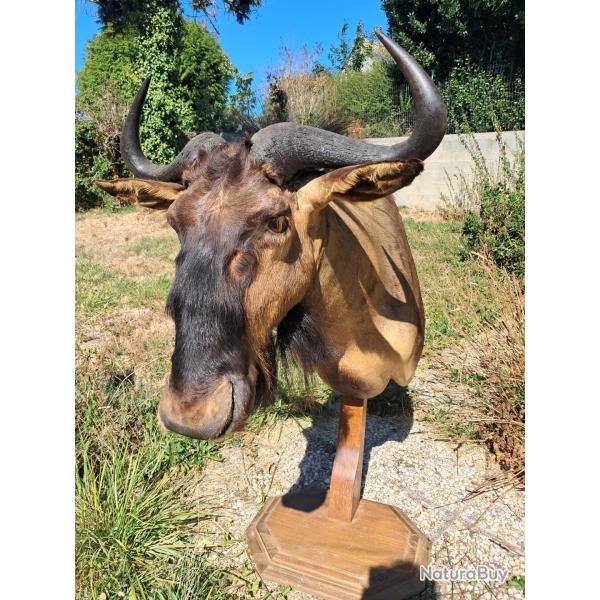 Taxidermie de Gnou bleu ; Connochaetes taurinus #LM26(2)