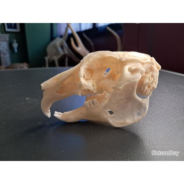 Cr�ne de lapin avec pathologie osseuse #3107(3)