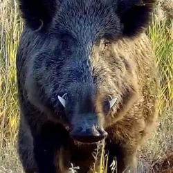 SANGLIERS ATTILAS SANS LIMITES avec suivi de la chasse.