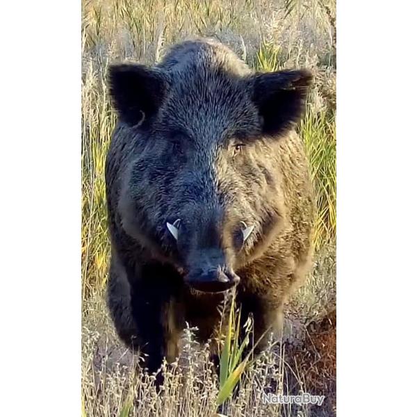 SANGLIERS ATTILAS SANS LIMITES avec suivi de la chasse.