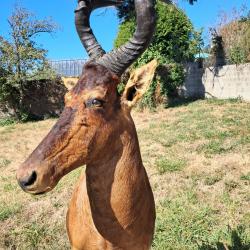 Taxidermie de Bubale roux ; Alcelaphus buselaphus #LM26(2)