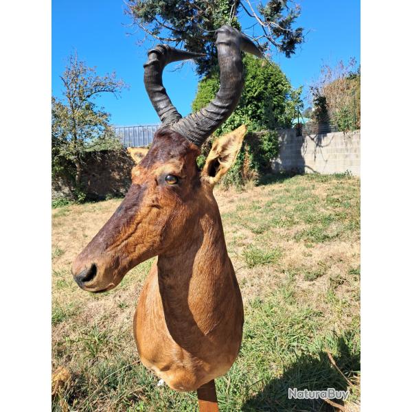 Taxidermie de Bubale roux ; Alcelaphus buselaphus #LM26(2)