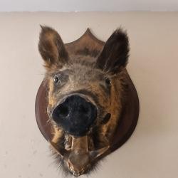 Sanglier empaill&eacute;