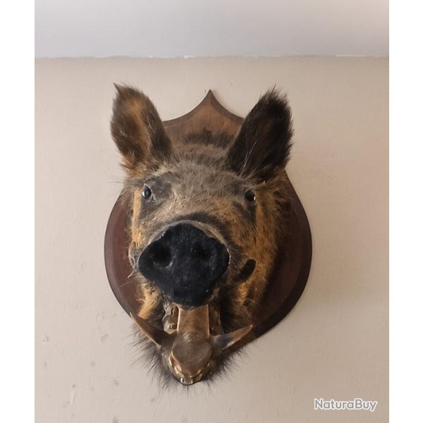 Sanglier empaill�