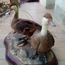 oiseau canard pilet des bahamas naturalises     taxidermie