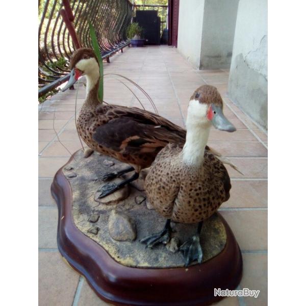 oiseau canard pilet des bahamas naturalises     taxidermie