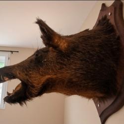 T&ecirc;te de sanglier naturalis&eacute;e mont&eacute;e sur &eacute;cusson bois, 65cm de long, psrfait &eacute;tat
