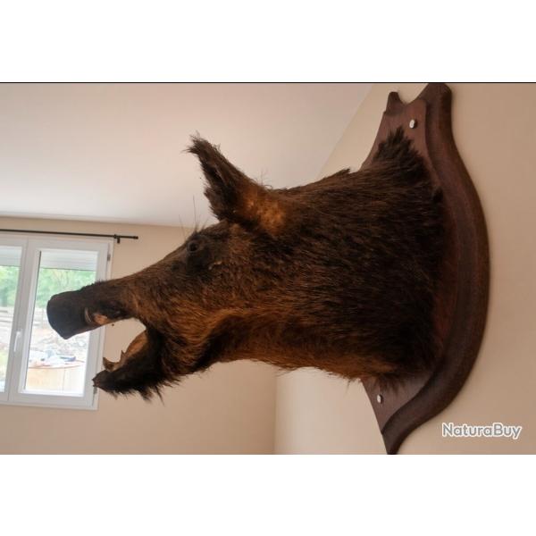 T�te de sanglier naturalis�e mont�e sur �cusson bois, 65cm de long, psrfait �tat