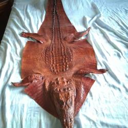 v&eacute;ritable peau de crocodile enti&egrave;re