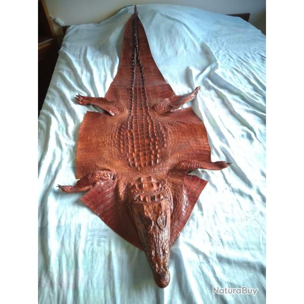v�ritable peau de crocodile enti�re