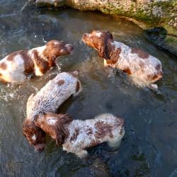 Chiots m&acirc;les &eacute;pagneuls bretons LOF - p&eacute;digr&eacute;e chasse -