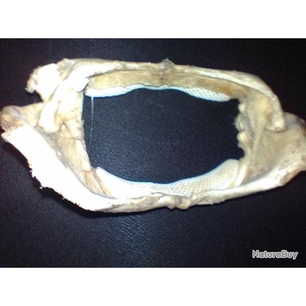 m�choire poisson RAIE