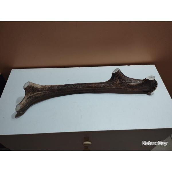 BOIS CERF VERNIS 48CM COUTELLERIE ARTISANAT