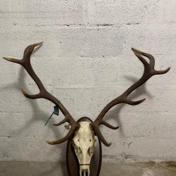 Troph&eacute;e de cerf 12 cors avec cr&acirc;ne sur &eacute;cusson bois