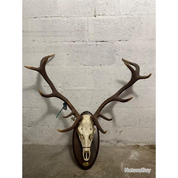 Troph�e de cerf 12 cors avec cr�ne sur �cusson bois