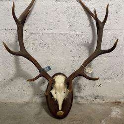 Troph&eacute;e de cerf 8 cors - bois env. 60 cm - plaque dat&eacute;e 2016