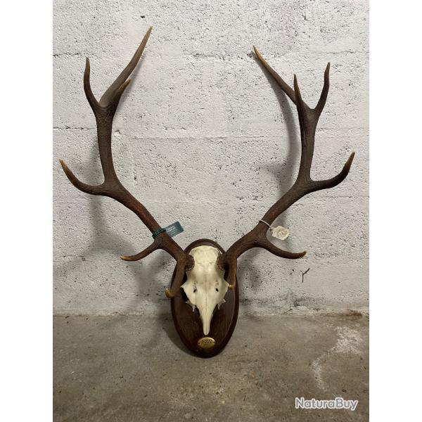 Troph�e de cerf 8 cors - bois env. 60 cm - plaque dat�e 2016