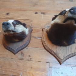 Deux t&ecirc;tes de blaireaux empaill&eacute;s
