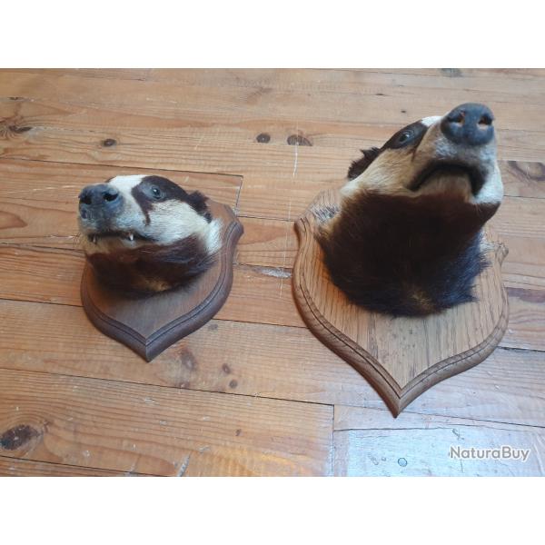Deux t�tes de blaireaux empaill�s