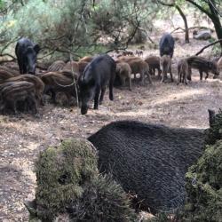 Action de chasse 2026/27 MONTENEUF MORBIHAN