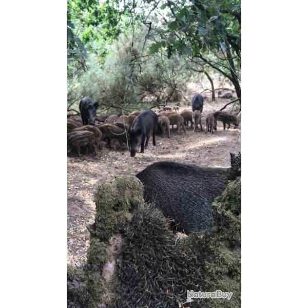 Action de chasse 2026/27 MONTENEUF MORBIHAN