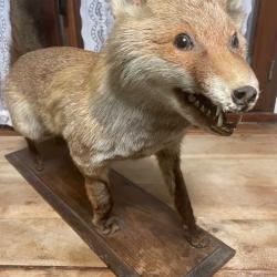 Taxidermie renard