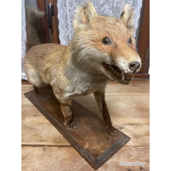 Taxidermie renard
