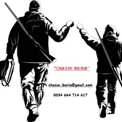 Perdreaux / chasse devant soi dans le Maestrazgo / Espagne.
