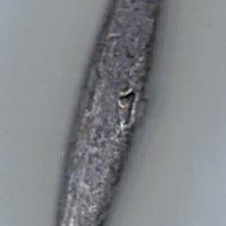 8 Plombs type olive longue perc&eacute;e 10 gr.