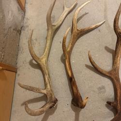 Bois de cerf