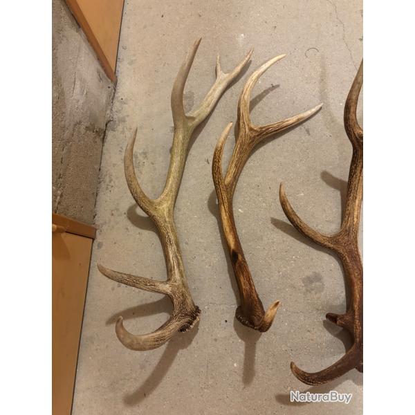 Bois de cerf