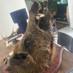 T&ecirc;te de sanglier