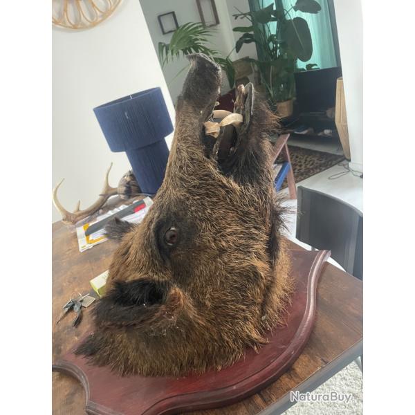 T�te de sanglier