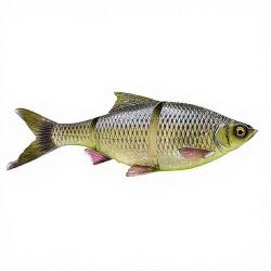Leurre souple SAVAGE GEAR 3D LT Roach 18cm sinking Toxic roach