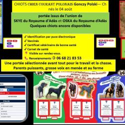 Chiots Chien courant Polonais (Gonczy Polski)