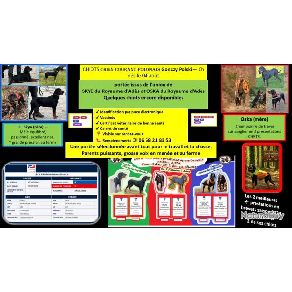 Chiots Chien courant Polonais (Gonczy Polski)
