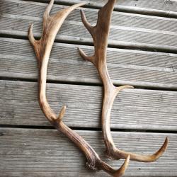 Lots de bois de cervid&eacute; Daim ? Cerf ? chevreuil ? A identifier taxidermie