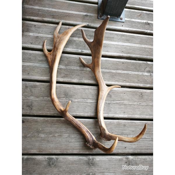 Lots de bois de cervid� Daim ? Cerf ? chevreuil ? A identifier taxidermie