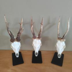 Support, socle troph&eacute;e de brocard(taxidermie)  nouveau finition thermolaqu&eacute;e