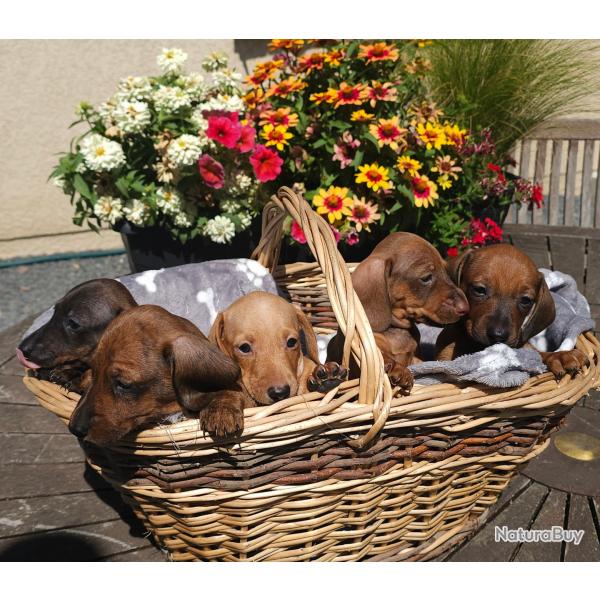 Teckel nain