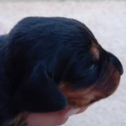 Chiots Kopov